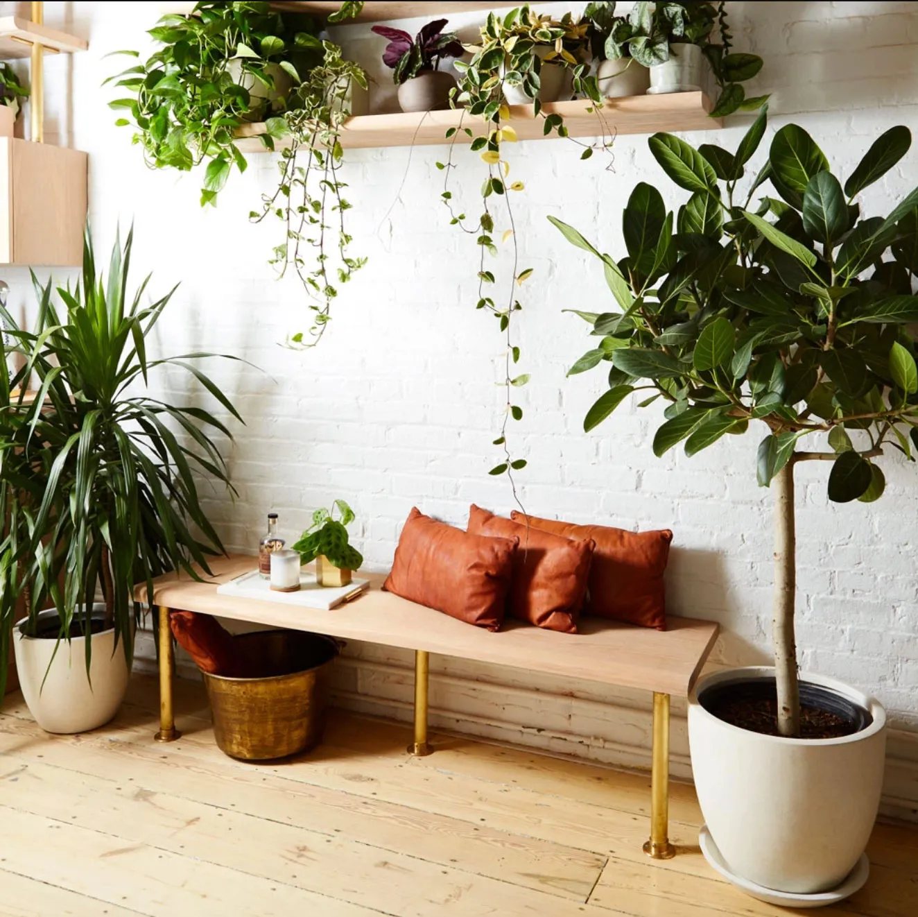 Indoor plants for better air quality